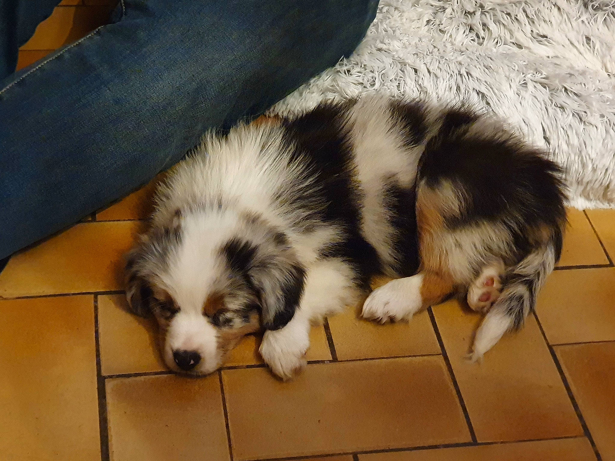 Recco a rejoint le concours — aidez-le/la à gagner de superbes lots ! bored, canidae, carnivore, companion_dog, dog, dog_breed, flooring, fur, mammal, miniature_australian_shepherd, non_sporting_group, paw, puppy, snout, sporting_group, terrestrial_animal, toy_dog, whiskers, working_animal, working_dog