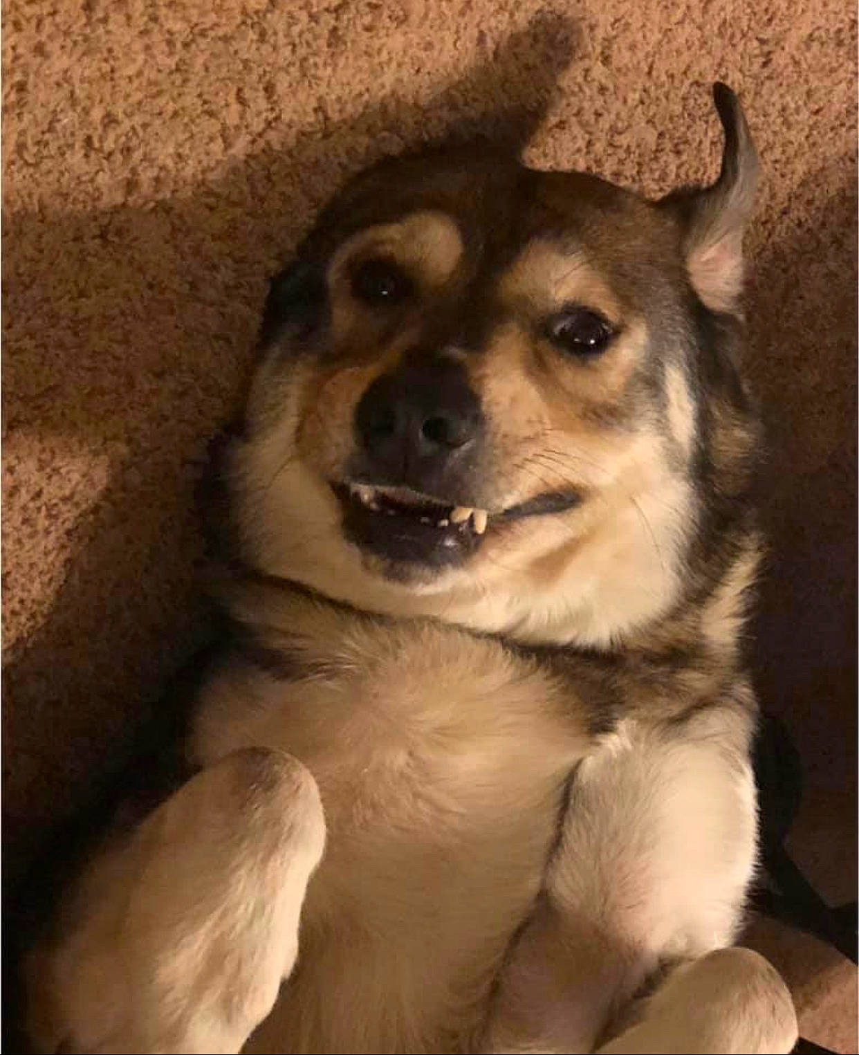 Drago is registered to the contest to win money with this photo: ancient_dog_breeds, canidae, carnivore, companion_dog, dog, dog_breed, door, eye, fawn, fur, head, jaw, paw, puppy, smile, snout, sporting_group, terrestrial_animal, whiskers, working_dog