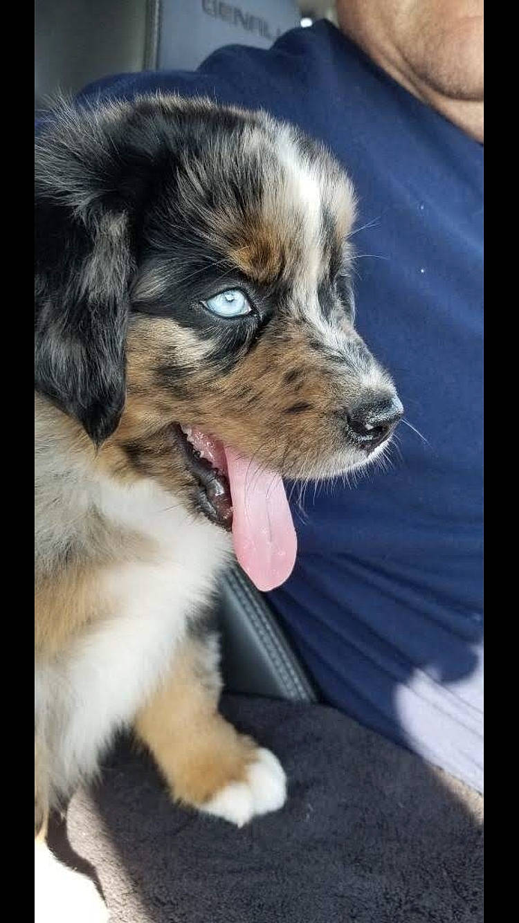 Cooper is registered to the contest to win money with this photo: australian_shepherd, canidae, carnivore, companion_dog, dog, dog_breed, herding_dog, mammal, miniature_australian_shepherd, puppy, puppy_love, rare_breed_dog, small_greek_domestic_dog, snout, sporting_group, vertebrate, whiskers