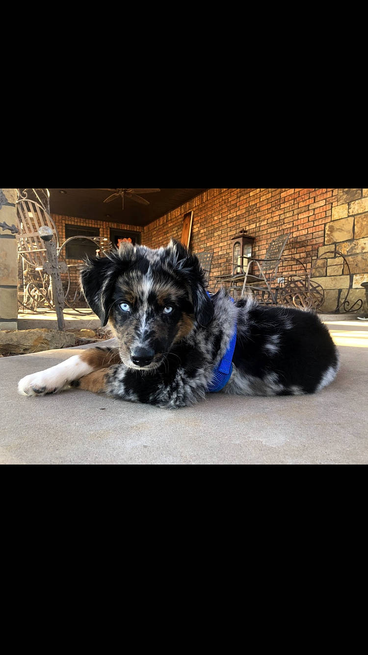 Cooper is registered to the contest to win money with this photo: australian_shepherd, border_collie, canidae, carnivore, companion_dog, dog, dog_breed, fur, mammal, puppy, rare_breed_dog, snout, sporting_group, vertebrate, working_dog