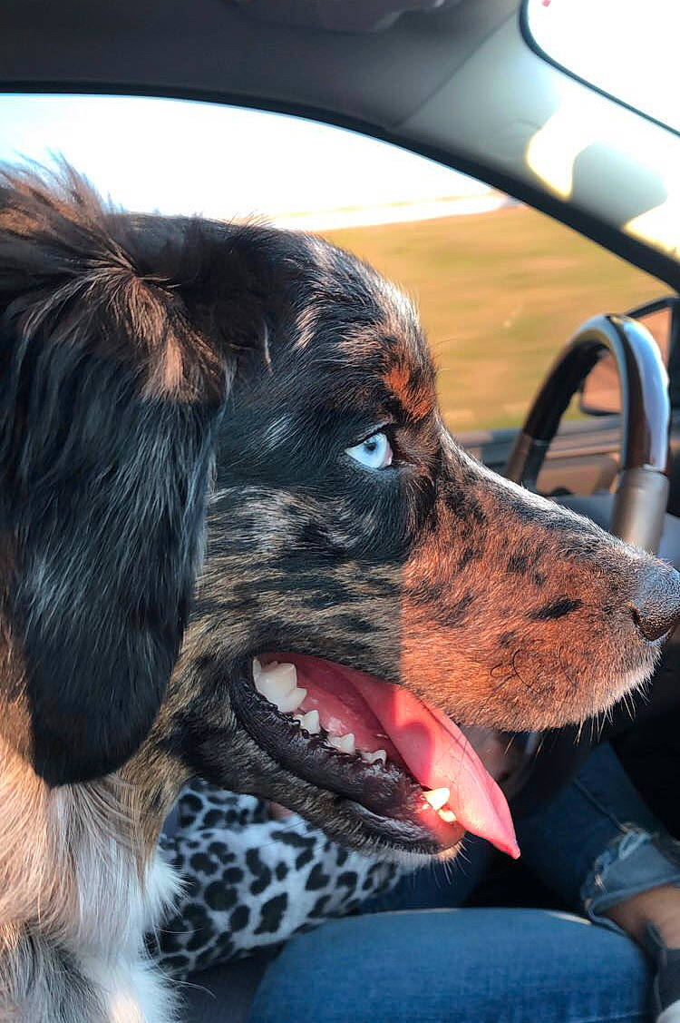 Cooper joined the competition — help win amazing prizes! canidae, carnivore, dog, dog_breed, english_setter, german_shorthaired_pointer, hunting_dog, retriever, setter, small_munsterlander, snout, spaniel, sporting_group