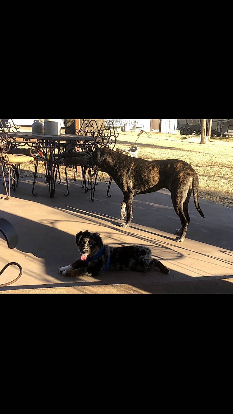 Cooper is registered to the contest to win money with this photo: canidae, carnivore, dog, dog_breed, guard_dog, sky