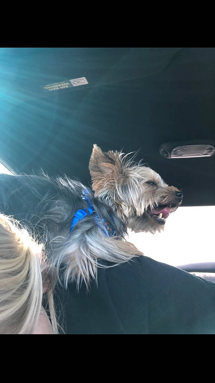 Dexter is registered to the contest to win money with this photo: australian_terrier, berger_picard, cairn_terrier, canidae, carnivore, chinese_crested_dog, cloud, companion_dog, dog, dog_breed, ear, morkie, sky, snout, terrier, toy_dog, yorkshire_terrier