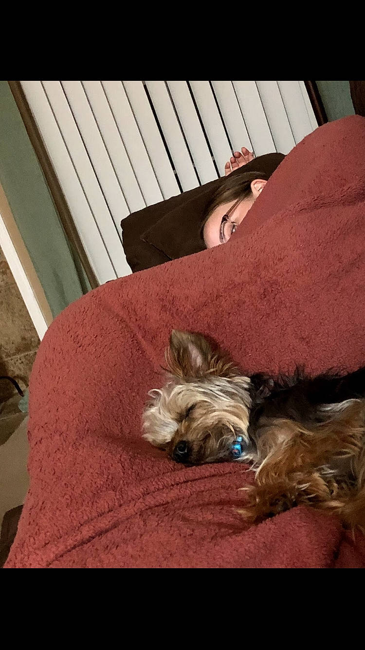 Dexter is registered to the contest to win money with this photo: australian_silky_terrier, cairn_terrier, canidae, carnivore, companion_dog, dog, dog_breed, fawn, mammal, morkie, nap, puppy, shih_tzu, small_terrier, terrier, toy_dog, yorkshire_terrier