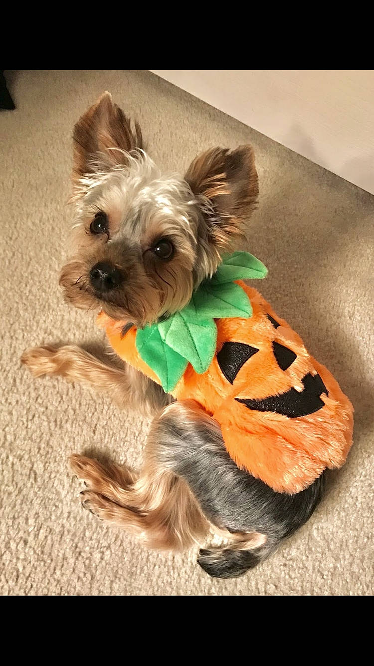 Dexter joined the competition — help win amazing prizes! australian_silky_terrier, biewer_terrier, cairn_terrier, canidae, carnivore, companion_dog, dog, dog_breed, dog_clothes, dog_supply, dog_toy, morkie, puppy, rare_breed_dog, small_terrier, snout, terrier, toy_dog, yorkipoo, yorkshire_terrier