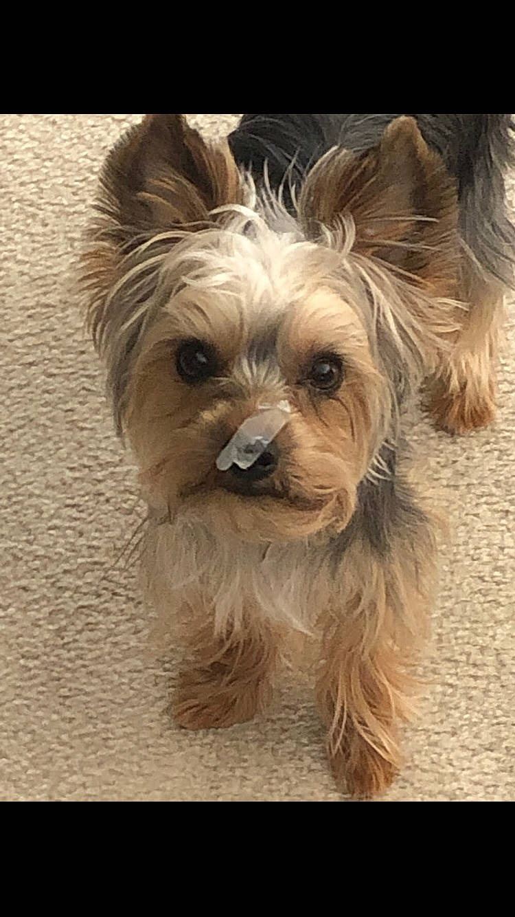 Dexter is registered to the contest to win money with this photo: australian_silky_terrier, australian_terrier, biewer_terrier, canidae, carnivore, chinese_imperial_dog, companion_dog, dog, dog_breed, glen_of_imaal_terrier, mammal, morkie, puppy, rare_breed_dog, small_terrier, snout, terrier, toy_dog, vertebrate, yorkshire_terrier