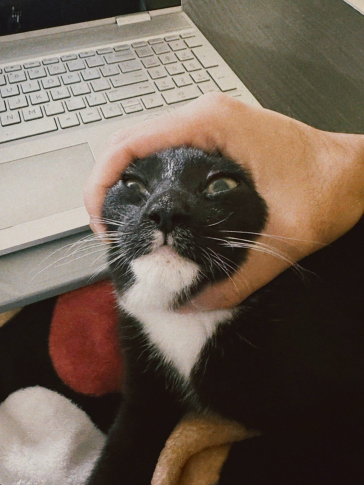 Bud is registered to the contest to win money with this photo: carnivore, cat, comfort, computer, eye, felidae, finger, foot, gesture, hand, human_body, input_device, laptop, nail, netbook, output_device, personal_computer, small_to_medium_sized_cats, snout, whiskers