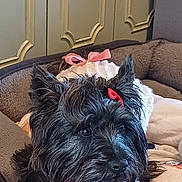 Laika a rejoint le concours — aidez-le/la à gagner de superbes lots ! dog, black_dog, bow, pet_bed, knitted_sweater, cozy, indoor, cute, animal, furry, small_dog, resting, portrait, domestic_animal, companion, cute_pet, furniture, relaxed, adorable, home