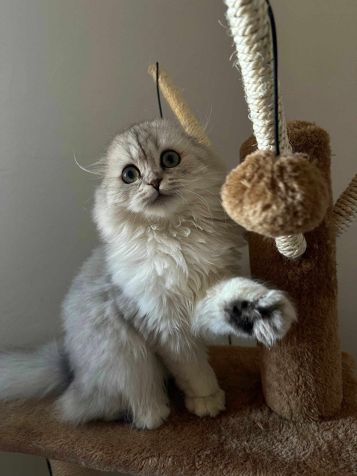 Kitty