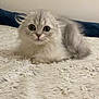 adorable, animal, bed, blanket, cat, curious, cute, eyes, feline, fluffy, fur, gray, indoor, kitten, lying, pet, small, soft, whiskers, young