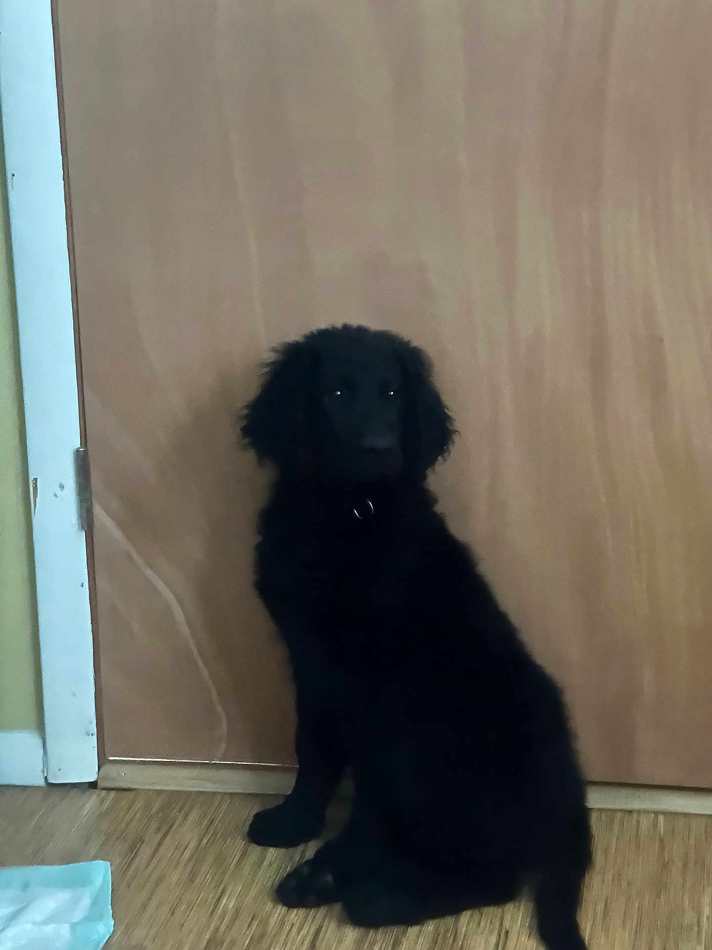 Shadow