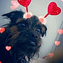 dog, heart, headband, antennas, scruffy, fur, pet, indoor, closeup, black, brown, blurry, bokeh, love, cute, animal, collar, whiskers, ears, adorable