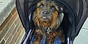 Bear joined the competition — help win amazing prizes! dog, stroller, pet, outdoor, sidewalk, brick_wall, leash, canopy, orange_bowl, mesh, collapsible_bowl, fur, brown_dog, small_dog, seated, expression, person, clothing, casual, daylight