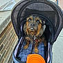dog, stroller, pet, outdoor, sidewalk, brick_wall, leash, canopy, orange_bowl, mesh, collapsible_bowl, fur, brown_dog, small_dog, seated, expression, person, clothing, casual, daylight
