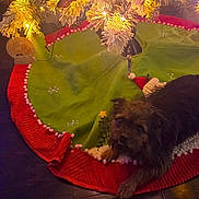 Bear joined the competition — help win amazing prizes! christmas_tree, cozy, dark_fur, decorations, dog, festive, green, holiday_decor, holiday_season, indoor, ornaments, pet, red, relaxed, small_dog, tree_lights, tree_skirt, warm_lighting, white, wood_floor