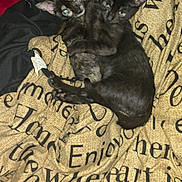 Binx And Moana is registered to the contest to win money with this photo: kitten, cat, animal, pet, feline, cute, cuddle, snuggle, blanket, text, cozy, fur, ears, whiskers, resting, sleepy, indoor, companion, two, close