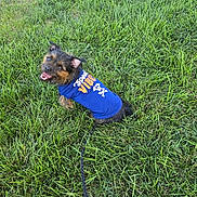 Binx And Moana is registered to the contest to win money with this photo: dog, grass, leash, blue_shirt, happy, outdoor, pet, canine, smiling, sitting, greenery, casual, playful, animal, fur, ears, tail, tongue, nature, daylight