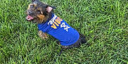 Binx And Moana is registered to the contest to win money with this photo: dog, grass, leash, blue_shirt, happy, outdoor, pet, canine, smiling, sitting, greenery, casual, playful, animal, fur, ears, tail, tongue, nature, daylight