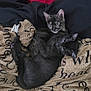 Binx And Moana joined the competition — help win amazing prizes! cat, kitten, black_cat, tortoiseshell_cat, bed, blanket, text_printed_blanket, snuggling, cozy, resting, fur, cute, pet, animal, indoor, sleepy, cuddle, soft, comfort, relaxed