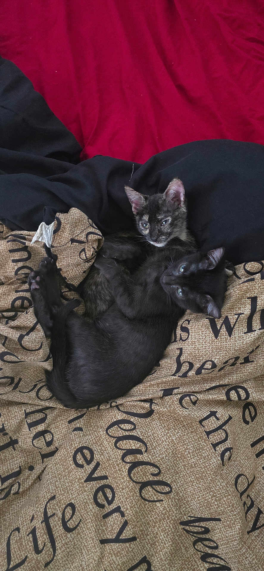 Binx And Moana joined the competition — help win amazing prizes! cat, kitten, black_cat, tortoiseshell_cat, bed, blanket, text_printed_blanket, snuggling, cozy, resting, fur, cute, pet, animal, indoor, sleepy, cuddle, soft, comfort, relaxed