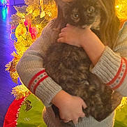 Binx And Moana joined the competition — help win amazing prizes! barefoot, cat, child, christmas_tree, cozy, curious, decorated_tree, festive, holiday, holiday_decorations, hugging, indoor, ornaments, pets, sweater, tortoiseshell_cat, tree_skirt, warm_lighting, wooden_floor, young_child