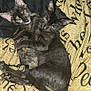 Binx And Moana is registered to the contest to win money with this photo: kitten, cat, animal, pet, sleeping, cuddle, blanket, cozy, fur, ears, paw, resting, indoor, cute, companion, mammal, snuggle, young, domestic, feline