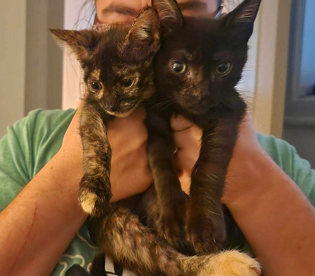 Binx And Moana