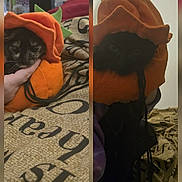 Binx And Moana joined the competition — help win amazing prizes! animal, bed, black_cat, blanket, cat, costume, cozy, cute, decoration, fabric, feline, hand, holiday, indoor, orange, pet, portrait, pumpkin_costume, soft_lighting, two_cats