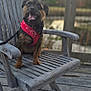 Binx And Moana is registered to the contest to win money with this photo: dog, pet, harness, wooden_chair, outdoor, smiling, tongue_out, happy, fur, animal, leash, nature, wooden_deck, bench, daylight, portrait, small_dog, sitting, cute, canine