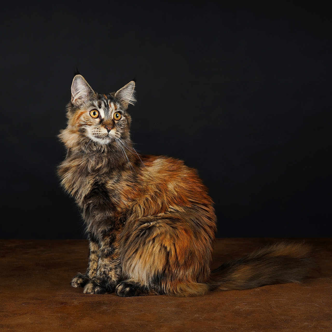Isis a rejoint le concours — aidez-le/la à gagner de superbes lots ! abyssinian, angora, animal, brasssection, cat, hardwood, horn, kitten, manx, musicalinstrument, pet, plywood, wood