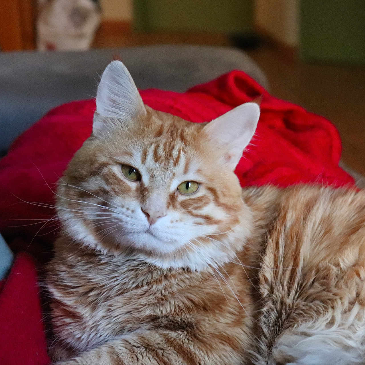 Loki