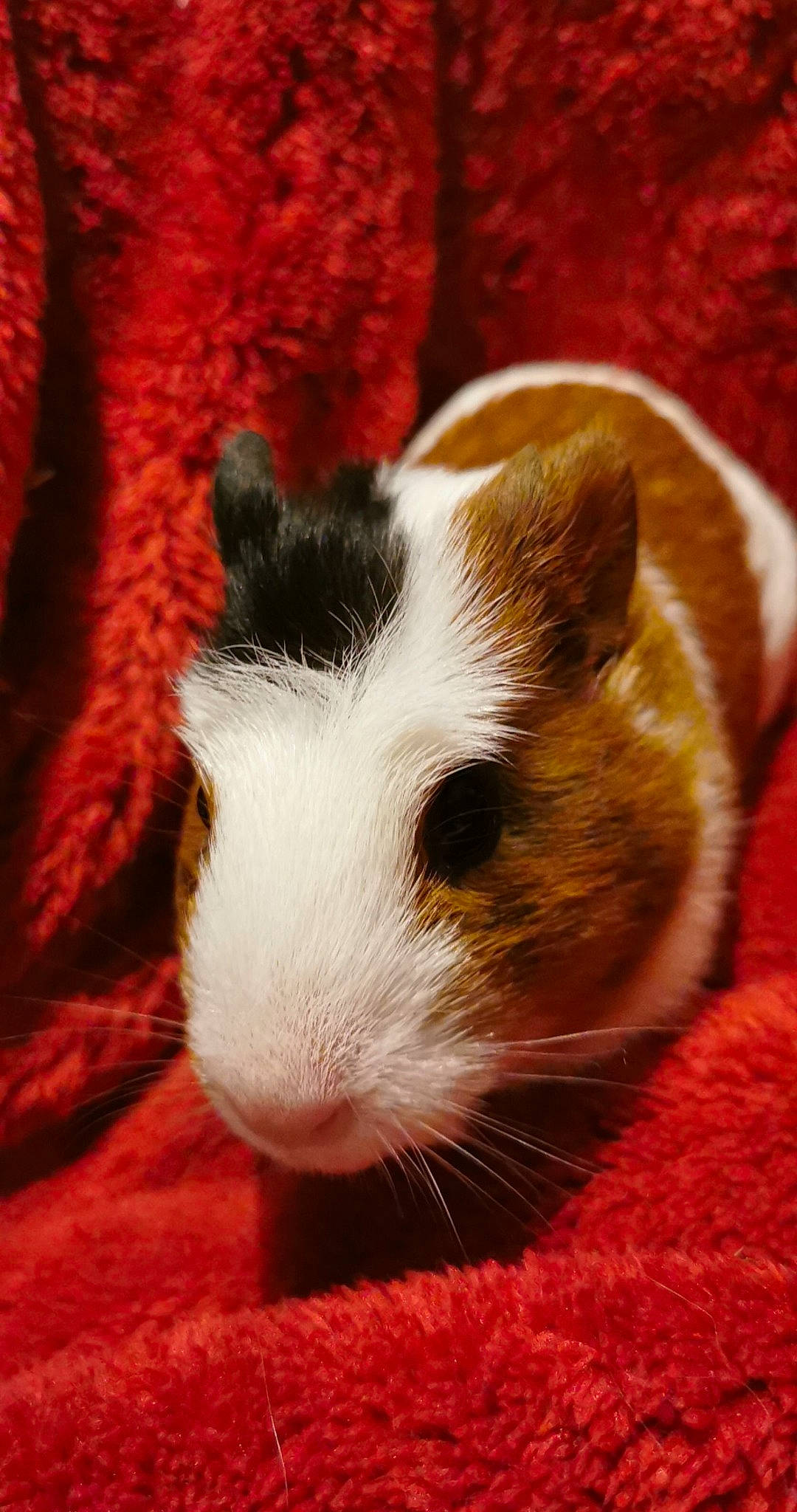 Giroflee participe au concours pour gagner de l'argent avec cette photo : ear, fawn, fur, guinea_pig, hamster, mammal, mouse, rat, rodent, snout, whiskers