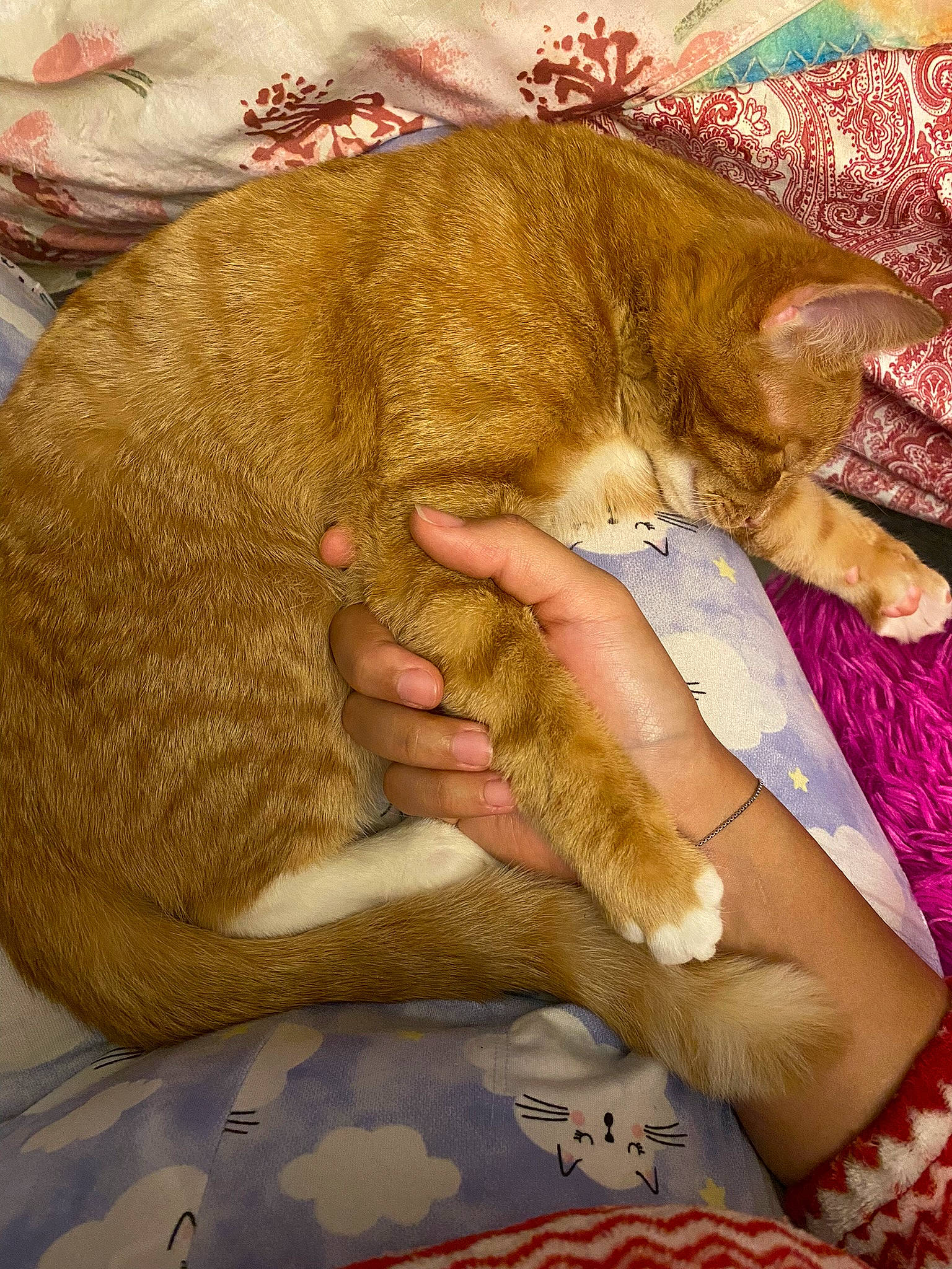 Onyx is registered to the contest to win money with this photo: carnivore, cat, claw, comfort, domestic_short_haired_cat, ear, fawn, felidae, fur, gesture, human_leg, lap, leg, linens, nap, paw, small_to_medium_sized_cats, tail, textile, whiskers