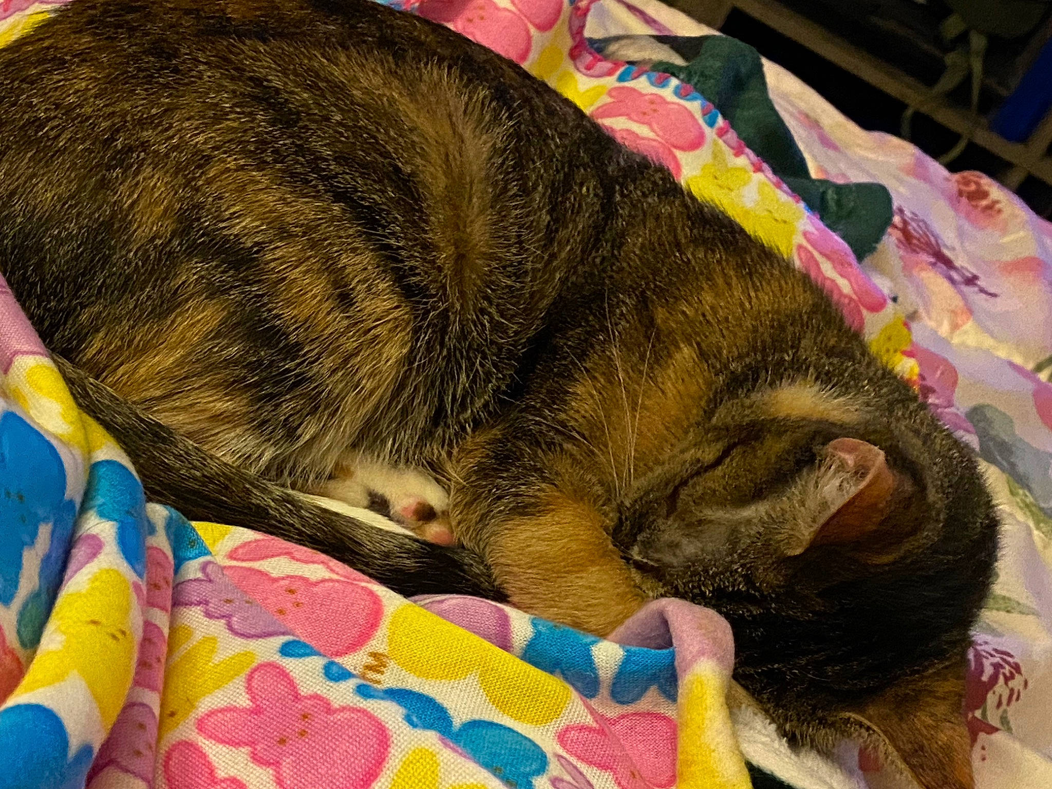 Beanie is registered to the contest to win money with this photo: bedtime, canidae, carnivore, cat, claw, comfort, dog_breed, domestic_short_haired_cat, fawn, felidae, fur, linens, paw, small_to_medium_sized_cats, snout, sporting_group, tail, terrestrial_animal, textile, whiskers