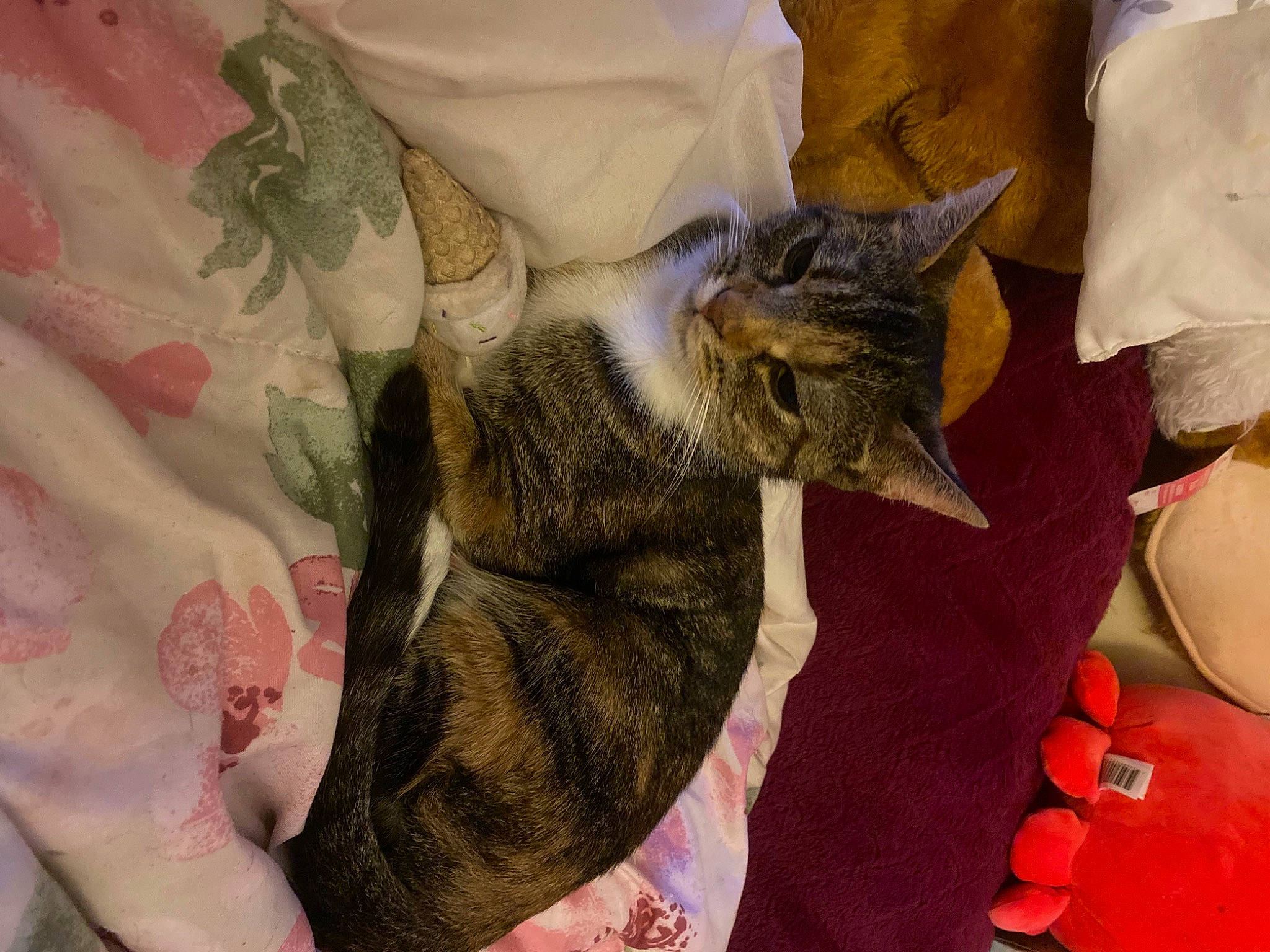 Beanie is registered to the contest to win money with this photo: blanket, carnivore, cat, claw, comfort, domestic_short_haired_cat, fawn, felidae, fur, linens, military_camouflage, pattern, paw, sleeve, small_to_medium_sized_cats, tail, textile, thread, whiskers, wool