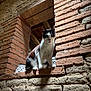 Alvaro a rejoint le concours — aidez-le/la à gagner de superbes lots ! alert, animal, architecture, black_and_white_cat, brick_wall, cat, curious, feline, indoors, masonry, natural_light, old_building, perched, pet, quiet, rustic, stone_wall, texture, whiskers, window