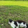 animal, black_and_white, cat, crop, daytime, feline, field, grass, greenery, ground, landscape, nature, outdoor, peaceful, plant, relaxed, resting, rural, small_flower, sunlight