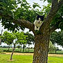 Alvaro participe au concours pour gagner de l'argent avec cette photo : animal, black_and_white, branch, cat, cloudy, curious, daylight, feline, field, grass, green_leaves, mammal, nature, outdoor, park, perched, sky, tree, trunk, wildlife