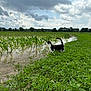 animal, black_and_white_cat, cat, clouds, cloudy_sky, corn_field, curious, daylight, field, flooded_field, grass, greenery, landscape, nature, outdoor, plants, rural, standing, vegetation, water