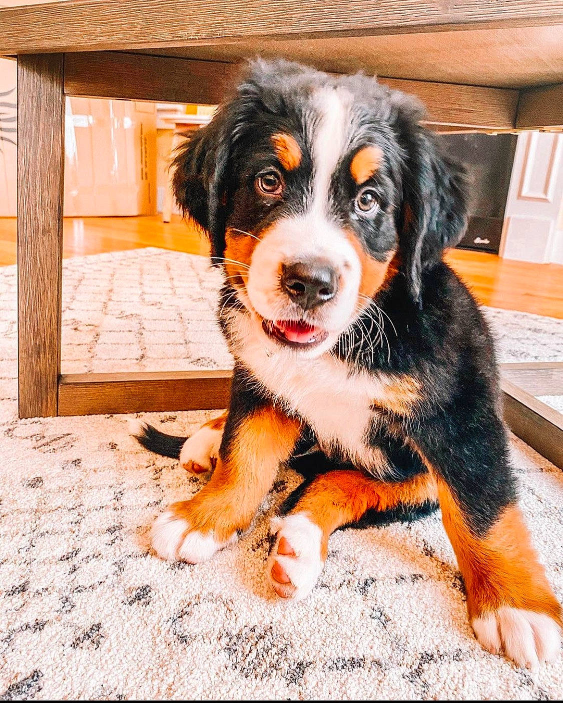 Koda joined the competition — help win amazing prizes! bernese_mountain_dog, canidae, carnivore, companion_dog, dog, dog_breed, fawn, floor, flooring, fur, hardwood, iris, mammal, snout, sporting_group, vertebrate, whiskers, wood, wood_stain, working_animal