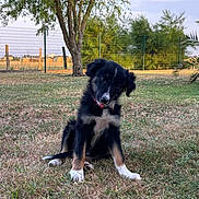 Betty participe au concours pour gagner de l'argent avec cette photo : puppy, dog, black_and_white, fluffy, sitting, grass, outdoor, garden, park, tree, palm_tree, fence, rural, landscape, pet, animal, cute, head_tilt, tongue, daylight