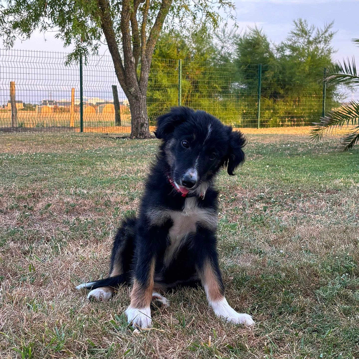 Betty participe au concours pour gagner de l'argent avec cette photo : puppy, dog, black_and_white, fluffy, sitting, grass, outdoor, garden, park, tree, palm_tree, fence, rural, landscape, pet, animal, cute, head_tilt, tongue, daylight