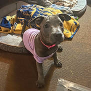 Chole joined the competition — help win amazing prizes! puppy, dog, pink_shirt, blanket, dog_bed, indoor, carpet, curious, pet, animal, cozy, brown_dog, gray_dog, collar, furniture, resting, looking_up, cute, domestic, young_dog