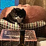 cat, black_and_white_cat, tuxedo_cat, cushion, plush_chair, pillow, book, bottle, table, window, curtain, indoor, cozy, patterned_fabric, paws, whiskers, fur, eyes, notebook, warm_lighting