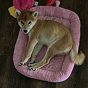 Kumi is registered to the contest to win money with this photo: shiba_inu, puppy, dog, pet, bed, pink, plush, toy, duck, floor, wooden_floor, indoor, resting, cute, animal, fur, paw, tail, looking_up, cozy