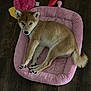 shiba_inu, puppy, dog, pet, bed, pink, plush, toy, duck, floor, wooden_floor, indoor, resting, cute, animal, fur, paw, tail, looking_up, cozy