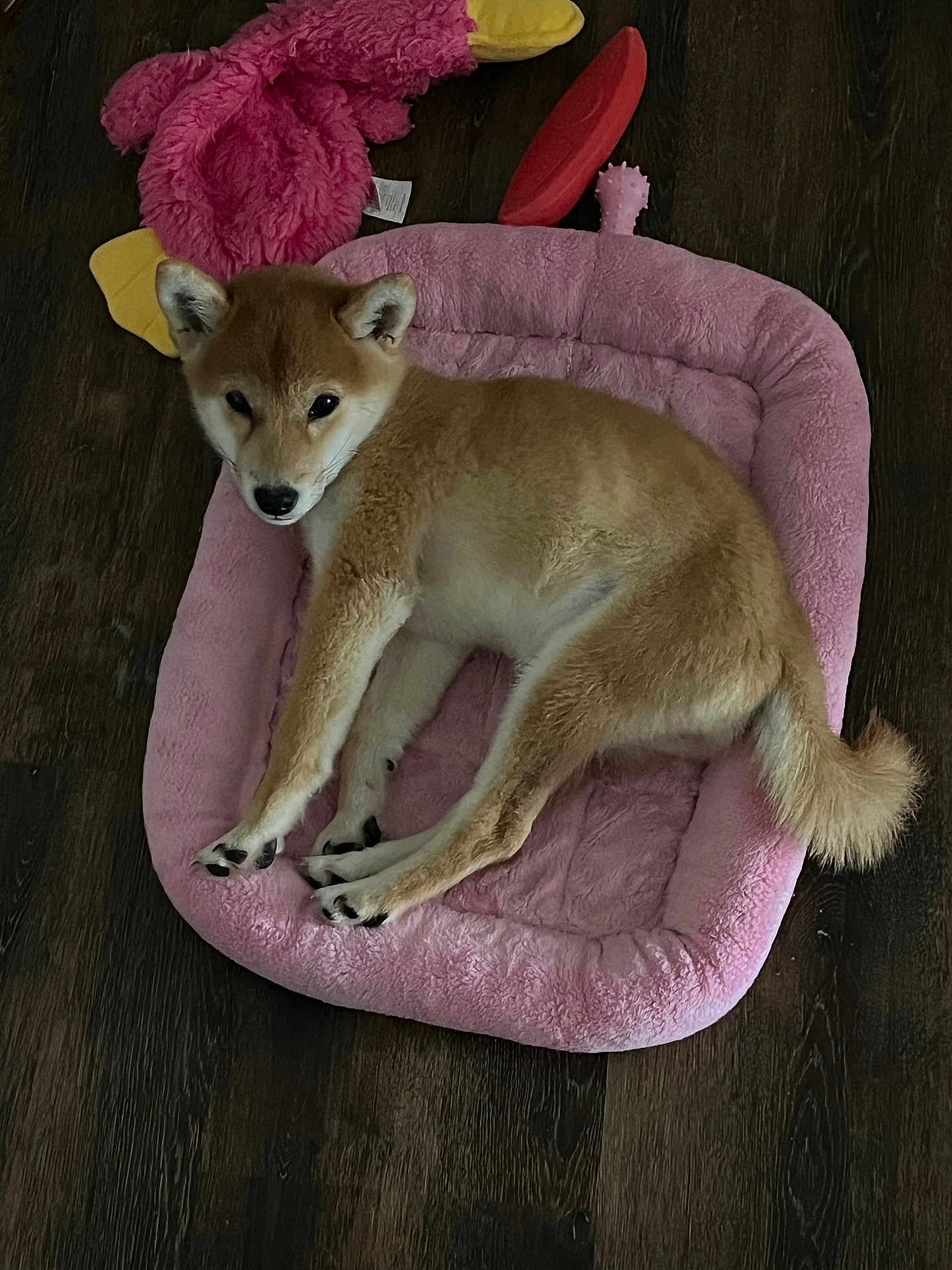 Kumi
