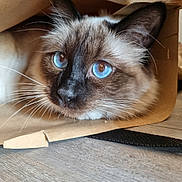 Simba a rejoint le concours — aidez-le/la à gagner de superbes lots ! cat, siamese_cat, blue_eyes, paper_bag, whiskers, fur, close_up, curious, pet, animal, indoor, floor, brown, black, white, ears, face, snout, portrait, domestic_cat