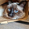 cat, siamese_cat, blue_eyes, paper_bag, whiskers, fur, close_up, curious, pet, animal, indoor, floor, brown, black, white, ears, face, snout, portrait, domestic_cat