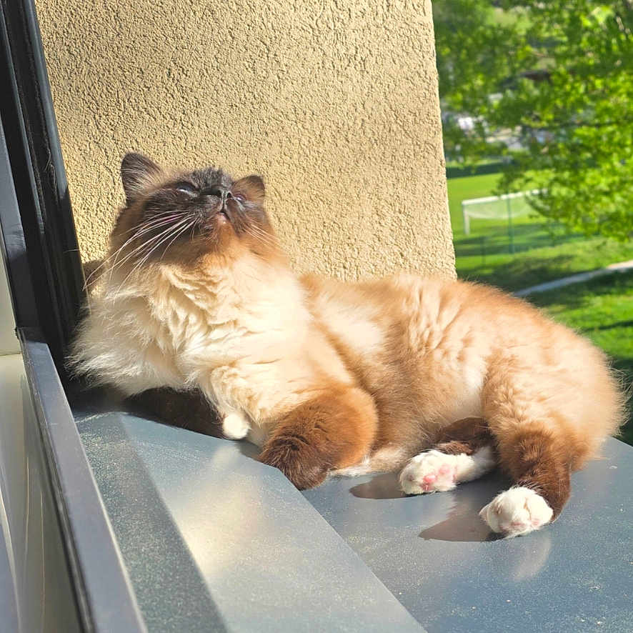 Simba